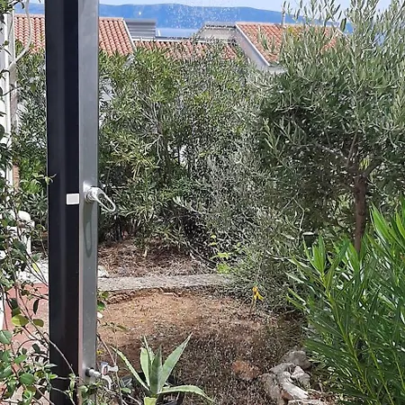 Lavandula Labin (Istria)