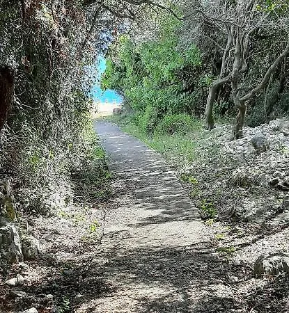 Lavandula * Labin (Istria)