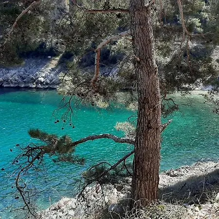 Lavandula * Labin (Istria)
