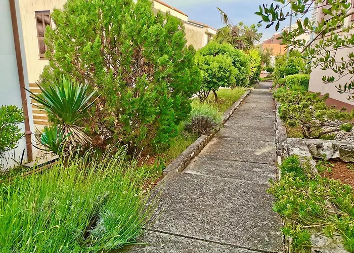 Lavandula Labin (Istria)