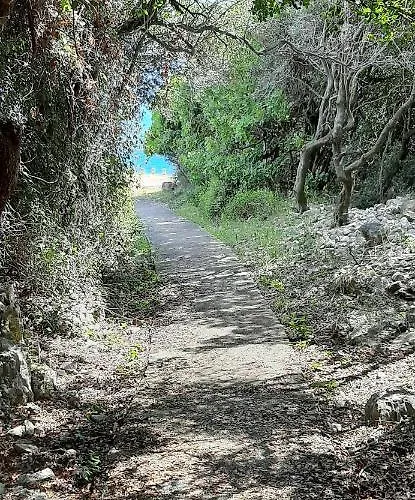 Lavandula * Labin (Istria)