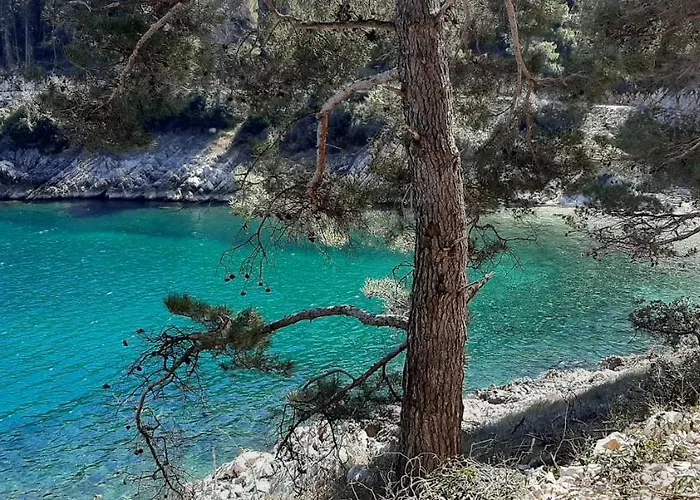 Lavandula * Labin (Istria)